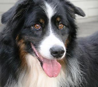 Jake - Image 1